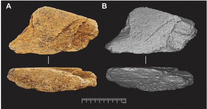 Mặc dù các nhà nghiên cứu chưa chắc chắn loài người nào đã sử dụng công cụ mài rìu làm từ xương voi trên nhưng dựa trên niên đại của hiện vật và địa điểm tìm thấy, 2 ứng cử viên tiềm năng được cho là "tác giả" là người Neanderthal hoặc Homo heidelbergensis. Ảnh: Science Advances.