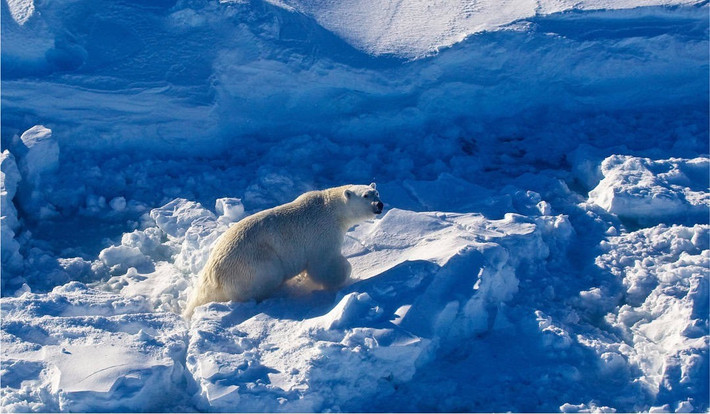 Các chuyên gia cho biết nghiên cứu mới cho thấy "gene nhảy" dường như đang giúp gấu Bắc Cực thích nghi với biến đổi khí hậu. Ảnh: Fernando Ugarte (avec l’aimable autorisation de l’auteur).