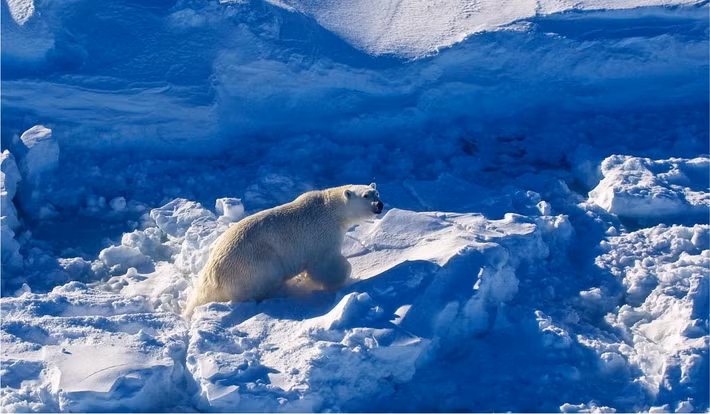 Các chuyên gia cho biết nghiên cứu mới cho thấy "gene nhảy" dường như đang giúp gấu Bắc Cực thích nghi với biến đổi khí hậu. Ảnh: Fernando Ugarte (avec l’aimable autorisation de l’auteur).