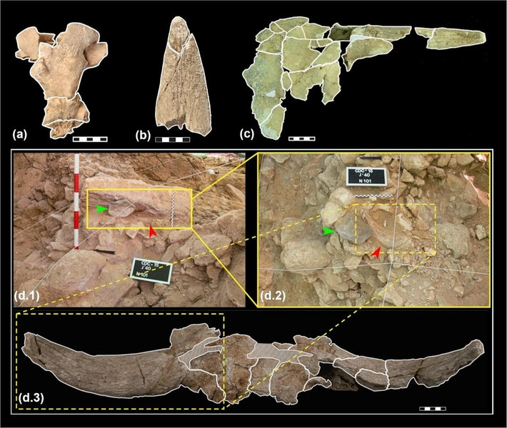 Chuyên gia Villaescusa Fernández cho hay lý do chính xác tại sao người Neanderthal lại thu thập những hộp sọ này vẫn chưa rõ ràng nhưng việc lựa chọn, xử lý và sắp xếp các hộp sọ động vật có sừng trong một hang động mà họ không sinh sống "làm nổi bật khả năng thực hiện các hoạt động văn hóa không liên quan trực tiếp đến sự sinh tồn". Ảnh: L. Villaescusa et al., Archaeological and Anthropological Sciences (2026); CC BY 4.0.