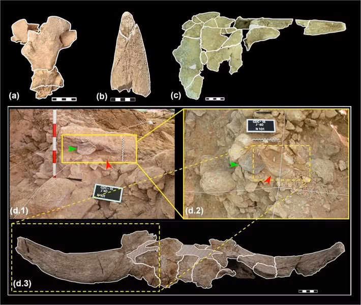 Chuyên gia Villaescusa Fernández cho hay lý do chính xác tại sao người Neanderthal lại thu thập những hộp sọ này vẫn chưa rõ ràng nhưng việc lựa chọn, xử lý và sắp xếp các hộp sọ động vật có sừng trong một hang động mà họ không sinh sống "làm nổi bật khả năng thực hiện các hoạt động văn hóa không liên quan trực tiếp đến sự sinh tồn". Ảnh: L. Villaescusa et al., Archaeological and Anthropological Sciences (2026); CC BY 4.0.