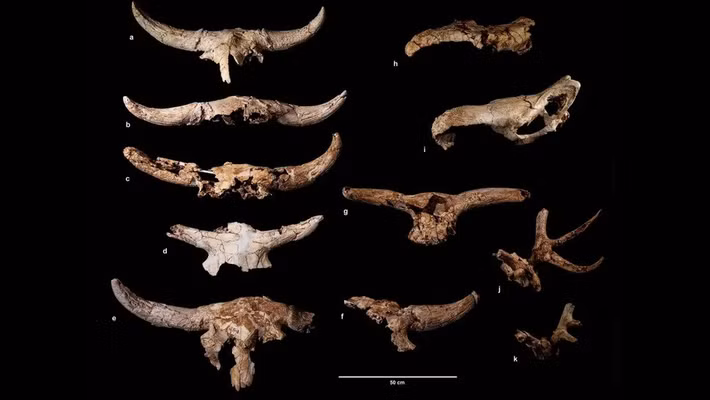 Một nghiên cứu mới cho thấy người Neanderthal đã cố tình thu thập và sắp xếp các hộp sọ động vật có sừng và gạc trong một hang động ở khu vực ngày nay là Tây Ban Nha. Họ làm việc này trong hàng thế kỷ cho thấy người Neanderthal có những tập quán văn hóa phức tạp cách đây hơn 43.000 năm. Ảnh: Baquedano et al. Nature Human Behaviour (2023) CC-BY-4.0.