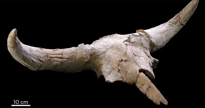 Hang Des-Cubierta nằm ở trung tâm bán đảo Iberia được phát hiện lần đầu vào năm 2009. Tới năm 2023, các nhà nghiên cứu công bố phát hiện bất thường về một bộ sưu tập gồm 35 hộp sọ động vật có vú lớn bên trong hang động này. Ảnh: Baquedano et al., Nature Human Behaviour 2023 (CC BY 4.0).