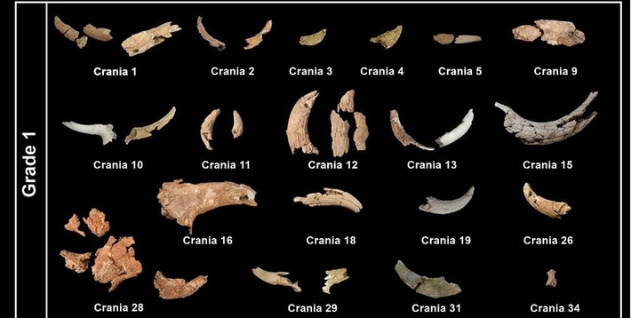 Theo các nhà nghiên cứu, hầu hết xương hàm đều bị mất nhưng tất cả các hộp sọ đều thuộc về các loài có sừng hoặc gạc như bò rừng thảo nguyên và bò rừng châu Âu. Cũng tại hang Des-Cubierta, các chuyên gia tìm thấy hơn 1.400 công cụ bằng đá có cùng niên đại. Tất cả đều theo phong cách Mousterian điển hình của người Neanderthal. Ảnh: L. Villaescusa et al., Archaeological and Anthropological Sciences (2026); CC BY 4.0.