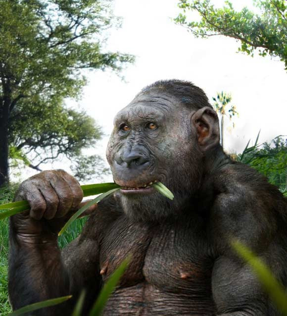 Các đặc điểm khác của bàn tay như hình dạng to bè của xương ngón của người Paranthropus boisei lại rất giống khỉ đột. Ảnh: Roman Yevseyev.
