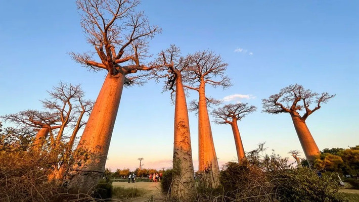 Cây baobab (tên khoa học là Adansonia Digitata) được xem biểu tượng của lục địa châu Phi. Loài cây này trông giống như một cái cây lộn ngược. Ảnh: Giovanni Mereghetti/UCG/Universal Images Group via Getty Images.