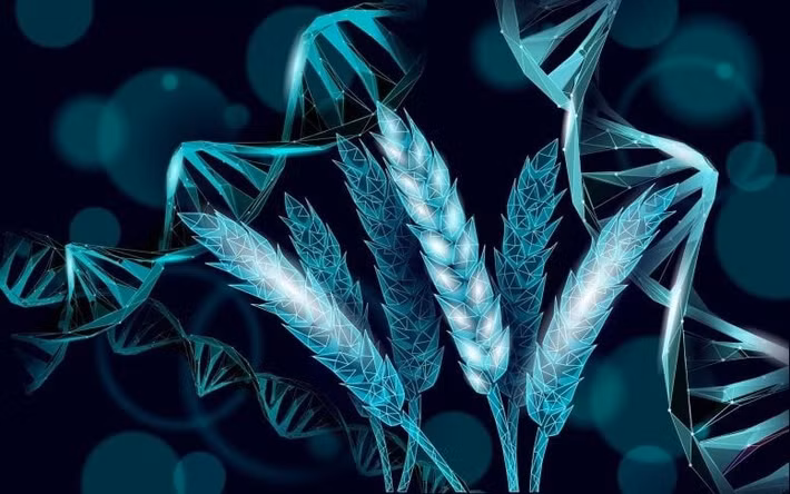 Theo nghiên cứu của các nhà khoa học tại Đại học Maryland, việc kích hoạt một gene đặc biệt, vốn tồn tại trong bộ gene lúa mì từ hàng nghìn năm nay nhưng gần như không hoạt động, có thể giúp gia tăng đáng kể số lượng hạt trên mỗi cây. Ảnh: Shutterstock.