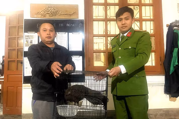 Sau khi tiếp nhận, Công an xã Na Ngoi đã phối hợp với lực lượng Kiểm lâm Vườn quốc gia Pù Mát, tiến hành bàn giao cá thể gà tiền mặt vàng cho Vườn quốc gia Pù Mát để chăm sóc, quản lý và bảo tồn theo đúng quy định của pháp luật. Ảnh: Tiền phong.
