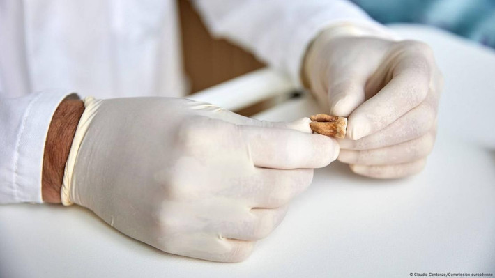 Trong một nghiên cứu công bố năm 2006, các nhà sử học cho hay 2 mầm bệnh chính là Rickettsia prowazekii (gây bệnh thương hàn do chấy rận) và Bartonella quintana (gây "sốt chiến hào") đã góp phần khiến đội quân của hoàng đế Napoleon thảm bại trước Nga. Ảnh: Claudio Centonze/Commission européenne.