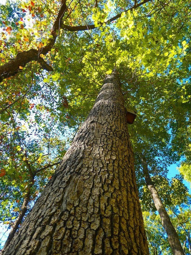 Do đồ tùy táng và quan tài của "Công chúa Bagicz" đều có niên đại cùng thời kỳ nên niên đại xác định bằng phương pháp carbon phóng xạ từ răng của bà có thể không chính xác và sự sai lệch này có thể do chế độ ăn uống hoặc nguồn nước mà bà đã uống khi còn sống. Ảnh: hardtwoodus.com.