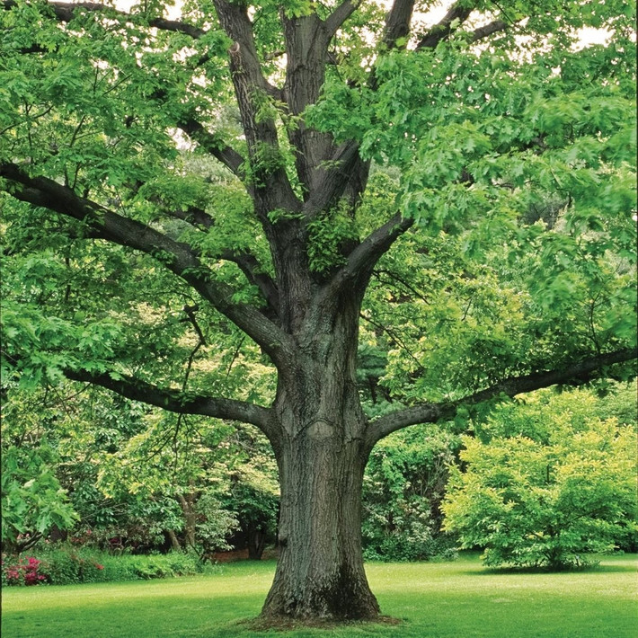 Để giải quyết sự mâu thuẫn trên, một nhóm các nhà nghiên cứu do nhà khảo cổ học Marta Chmiel-Chrzanowska tại Đại học Szczecin ở Ba Lan dẫn đầu đã xác định niên đại của chiếc quan tài bằng gỗ bằng phương pháp phân tích vòng sinh trưởng của cây. Họ đã thu thập một lõi gỗ nhỏ từ quan tài và so sánh các vòng sinh trưởng với các chuỗi niên đại đã được thiết lập từ vùng tây bắc Ba Lan. Ảnh: shop.arborday.org.