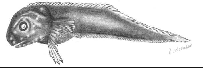 Trong đó, loài cá ốc sần sùi có vẻ ngoài màu hồng. Hai loài cá ốc còn lại có màu đen tuyền. Đây là những loài cá biển sâu, sống ở độ sâu hơn 3.000m dưới đáy biển. Ảnh: 2019 MBARI.