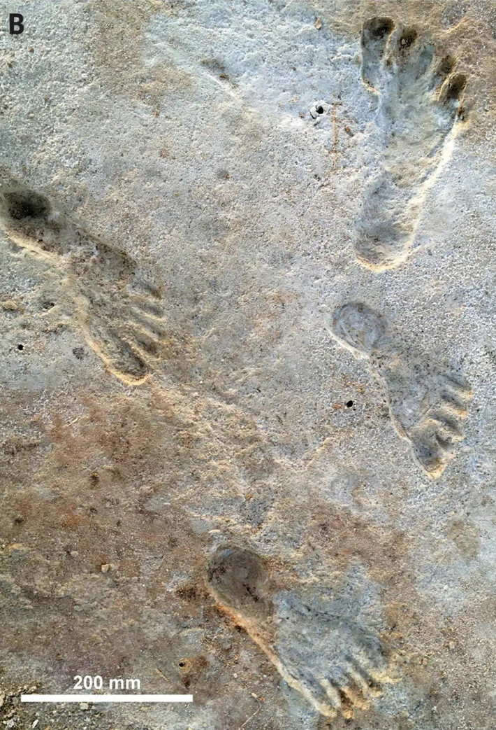 Nhóm nghiên cứu đã sử dụng phương pháp định tuổi bằng đồng vị carbon đối với hạt giống của loài thực vật thủy sinh Ruppia cirrhosa. Những hạt giống này được tìm thấy ở cả phía trên lẫn phía dưới các lớp dấu chân. Ảnh: Science.