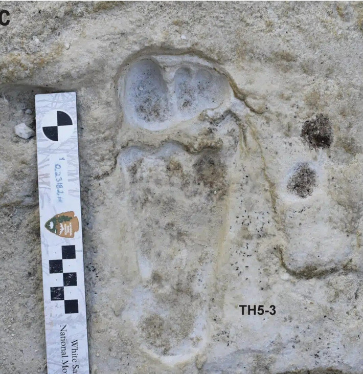 Kết quả kiểm tra cho thấy các hạt giống có niên đại nhất quán. Điều này giúp các chuyên gia xác định con người đã sinh sống tại khu vực này cách đây khoảng từ 23.000 đến 21.000 năm trước, thay vì khoảng 16.000 năm như những nghiên cứu trước đó. Ảnh: Science.