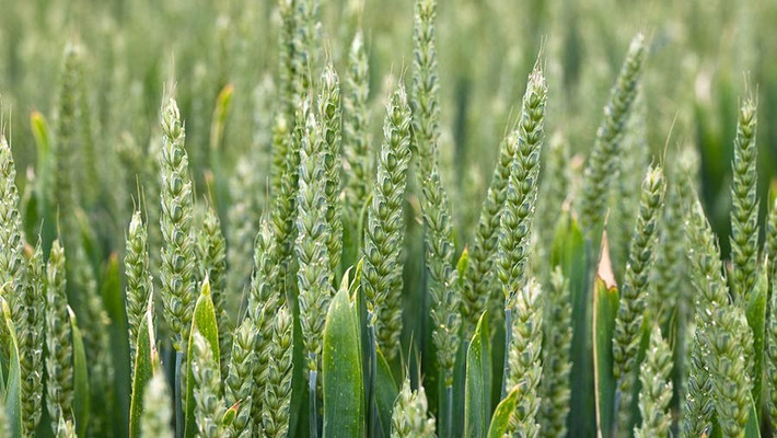 Khám phá này có thể cho phép các chuyên gia lai tạo giống phát triển các giống lúa mì mới, năng suất cao hơn mà không cần thêm đất đai hoặc tài nguyên, tạo ra một bước tiến lớn hướng tới đáp ứng nhu cầu lương thực toàn cầu trong bối cảnh khí hậu thay đổi. Ảnh: Tim Scrivener.