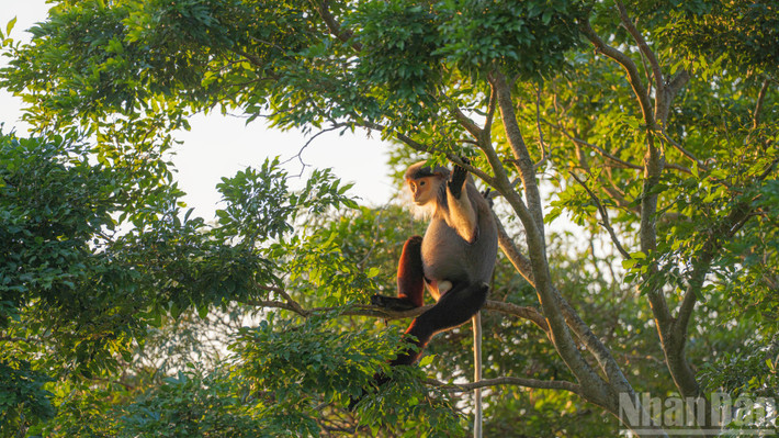 Loài voọc chà vá chân nâu được xếp hạng rất nguy cấp (CR) trong Sách đỏ thế giới và nguy cấp trong sách đỏ Việt Nam. Pháp luật Việt Nam nghiêm cấm săn bắt, buôn bán voọc chà vá chân nâu dưới mọi hình thức. Ảnh: Nhân dân.