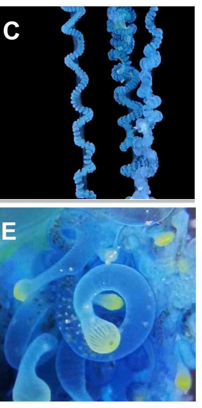 Nhóm nghiên cứu của ông Kei Chloe Tan cho hay sẽ tiến hành khảo sát, phân tích để tìm hiểu xem làm thế nào mà loài sứa Physalia mikazuki lại xuất hiện tại vùng biển ngoài khơi Nhật Bản. Ảnh: Chanikarn Yongstar, Yoshiki Ochiai, Muhammad Izzat Nugraha, Kei Chloe Tan, Ayane Totsu, Waka Sato-Okoshi, and Cheryl Lewis Ames.