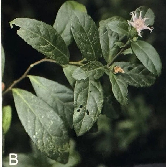 Loài thực vật mới được xác định thuộc chi Decaneuropsis, họ Cúc (Asteraceae), có tên khoa học là Decaneuropsis phongnhakebangensis. Nhóm nghiên cứu thống nhất đặt tên Tiếng Việt là Bạch Đầu Phong Nha - Kẻ Bàng.