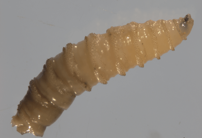 Loài giòi đinh vít Tân thế giới chủ yếu gây bệnh cho các loài động vật lớn, bao gồm gia súc và ngựa. Tuy nhiên, giới chức trách ghi nhận một số trường hợp lây nhiễm sang người và thú cưng. Ảnh: epi.ufl.edu.