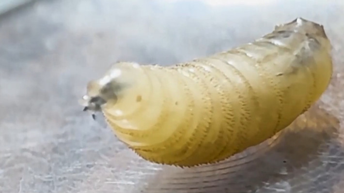 Quá trình điều trị ca bệnh giòi đinh vít Tân thế giới vô cùng phức tạp, đòi hỏi phải loại bỏ hàng trăm ấu trùng và khử trùng vết thương một cách kỹ lưỡng. Khi được can thiệp y tế sớm, bệnh nhân thường có thể phục hồi. Ảnh: winnipeg.citynews.ca.