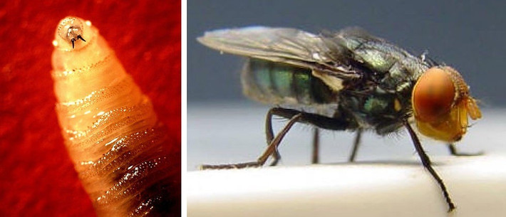 Trước đó, Bộ Nông nghiệp Mỹ (USDA) cam kết đầu tư 750 triệu USD cho việc thành lập cơ sở sản xuất côn trùng vô trùng để tiêu diệt loài ruồi ký sinh mang ấu trùng giòi ăn thịt này và 100 triệu USD cho các công nghệ mới, chẳng hạn như bẫy, mồi nhử và phương pháp khử trùng tiên tiến. Ảnh: Wikimedia Commons.