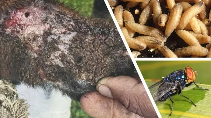 Con bê trên có vẻ đã được vận chuyển đến một "khu chăn nuôi gia súc được chứng nhận" ở tiểu bang phía bắc Mexico từ một khu vực có dịch bệnh. Sự việc này đánh dấu lần đầu tiên loại ký sinh trùng xâm lấn được phát hiện gần biên giới Mỹ - Mexico kể từ những năm 1970. Ảnh: sanpedrosun.com.