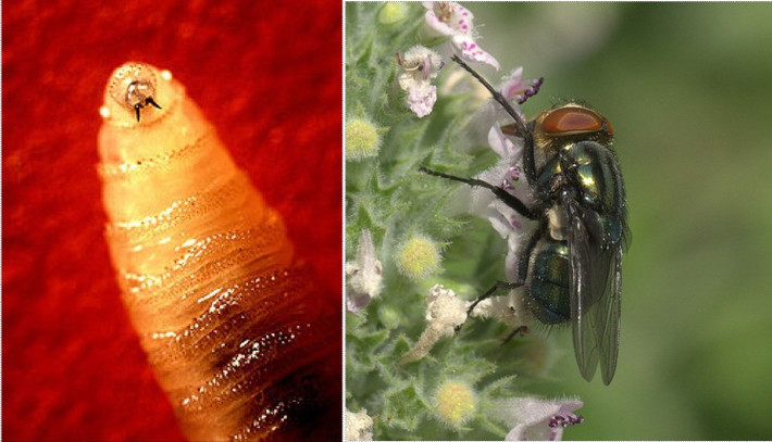 Do phát hiện gia súc bị nhiễm giòi ăn thịt tại Mexico vào đầu tháng 5/2025 nên Mỹ đã ra lệnh cấm nhập khẩu gia súc từ Mexico, bao gồm gia súc, bò rừng bison và ngựa vào ngày 11/5. Ảnh: thebluepaper.