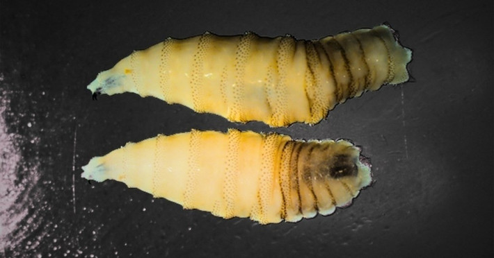 Cochliomyia hominivorax là loài ruồi ký sinh nguy hiểm. Con cái đẻ trứng vào vết thương của động vật máu nóng, bao gồm cả con người. Ấu trùng sau khi nở sẽ cắn rách thịt sống của vật chủ, có thể dẫn đến tử vong nếu không được điều trị y tế kịp thời. Mặc dù ca nhiễm ở người tương đối hiếm, nhưng mức độ nguy hiểm rất cao. Ảnh: vice.