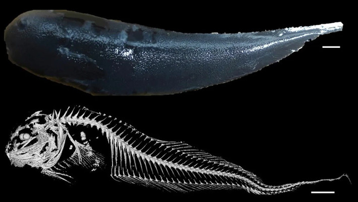 “Hai trong số này là cá ốc đen được thu thập trong cùng một lần lặn bởi tàu lặn Alvin. Khi tôi quan sát kỹ hơn các mẫu vật, tôi rất ngạc nhiên trước sự khác biệt của hai cá thể này. Chúng rất khác nhau cả về hình thái lẫn di truyền”, phó giáo sư Sinh học Mackenzie Gerringer từ SUNY Geneseo, trưởng nhóm nghiên cứu cho biết. Ảnh: 2019 MBARI.