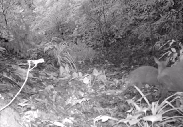 Ngày 12/1/2025, Khu Bảo tồn thiên nhiên (BTTN) Xuân Liên, tỉnh Thanh Hóa cho biết kết quả thực địa trên tuyến, điểm và bẫy ảnh xác định được 11 cá thể Mang Pù Hoạt. Đây là những hình ảnh đầu tiên của loài này có được từ khi được mô tả từ năm 1929. Loài mang này trước đó được cho là tuyệt chủng cách đây gần 100 năm. Ảnh: Tiền phong.