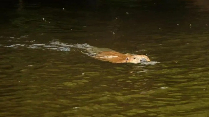 Hải ly hoang dã, được cho biến mất khỏi Vương quốc Anh khoảng 400 năm trước, đã xuất hiện trên con sông ở xứ Wales vào tháng 5/2025. Ảnh: BBC.