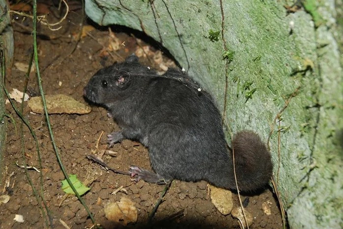 Vào tháng 8/2025, hệ thống bẫy ảnh tự động đặt tại phân khu bảo vệ nghiêm ngặt của Vườn quốc gia Phong Nha - Kẻ Bàng, tỉnh Quảng Trị đã ghi lại được 424 bức ảnh chuột đá Trường Sơn tại 10 trạm bẫy khác nhau. Loài này từng được cho là tuyệt chủng từ hơn 11 triệu năm trước. Ảnh: Người lao động.