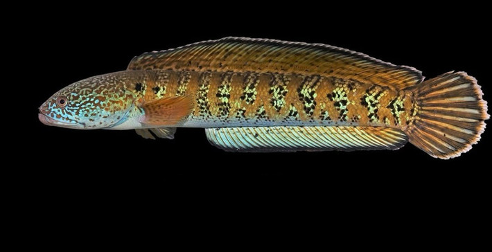 Tháng 2/2025, các nhà nghiên cứu thông báo đã tìm thấy một loài cá quý hiếm được cho là đã tuyệt chủng sau khi không còn được ghi nhận trong hơn 80 năm. Đó là loài cá lóc Chel, hay còn gọi là Channa amphibeus. Các mẫu vật được tìm thấy trên bờ sông Chel ở thị trấn Kalimpong, vùng Tây Bengal. Ảnh: Mạng xã hội Instagram.