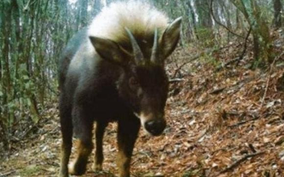 Trước đó, các chuyên gia, nhà khoa học đã tìm thấy một số loài quý hiếm sau nhiều năm tưởng đã tuyệt chủng. Trong số này, sự tái xuất của "sói đầu lừa" (còn gọi là chó săn đầu lừa) - loài vật quý hiếm tưởng đã tuyệt chủng từ khoảng 500.000 năm trước. Loài vật quý hiếm này được phát hiện ở khu vực Thần Nông Gia, Trung Quốc. Ảnh: Internet.
