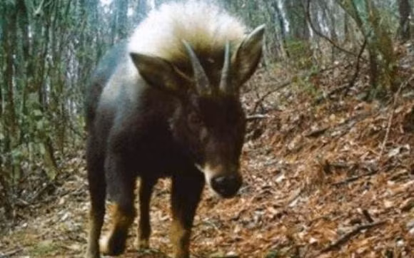 Trước đó, các chuyên gia, nhà khoa học đã tìm thấy một số loài quý hiếm sau nhiều năm tưởng đã tuyệt chủng. Trong số này, sự tái xuất của "sói đầu lừa" (còn gọi là chó săn đầu lừa) - loài vật quý hiếm tưởng đã tuyệt chủng từ khoảng 500.000 năm trước. Loài vật quý hiếm này được phát hiện ở khu vực Thần Nông Gia, Trung Quốc. Ảnh: Internet.