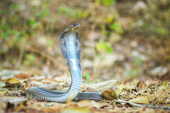 Rắn hổ mang phun nọc Đông Dương (còn gọi là rắn hổ mang Xiêm hoặc rắn hổ mèo) có tên khoa học là Naja siamensis. Loài này phân bố rộng tại khu vực Đông Nam Á, trong đó có Việt Nam. Ảnh: thainationalparks.