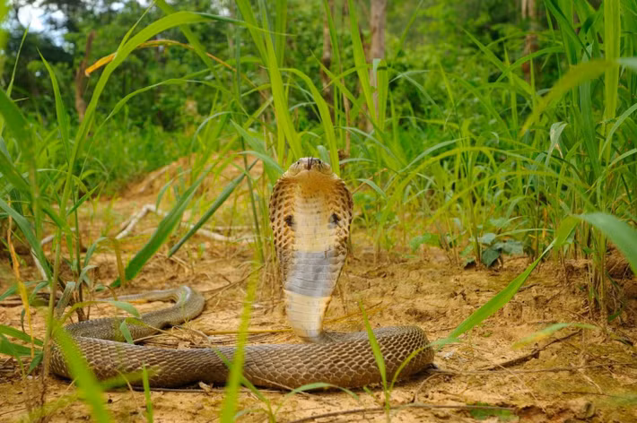 Rắn hổ đất (còn gọi là rắn hổ mang một mắt kính hay rắn hổ phì) có tên khoa học là Naja kaouthia. Loài rắn này phân bố ở Ấn Độ, Bangladesh, một phần nhỏ phía Tây Nam Trung Quốc, Lào, Thái Lan, Việt Nam… Ảnh: Tontan Travel.