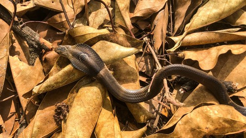 Rắn hổ mang Phục Hy có tên khoa học là Naja fuxi. Loài rắn này được phân bố tại khu vực phía tây nam Trung Quốc, Myanmar, Lào, Thái Lan và Việt Nam. Ảnh: guliwu_island.