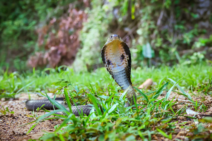 Khi cảm thấy bị đe dọa, rắn hổ đất thường ngóc cao đầu và phình rộng mang. Thức ăn của loài rắn này bao gồm động vật gặm nhấm, cá, ếch và cả một số loài rắn khác… Chúng cũng có thể phun nọc để tấn công kẻ thù nhưng thường dùng răng nanh để cắn và tiêm nọc độc vào nạn nhân. Ảnh: thainationalparks.