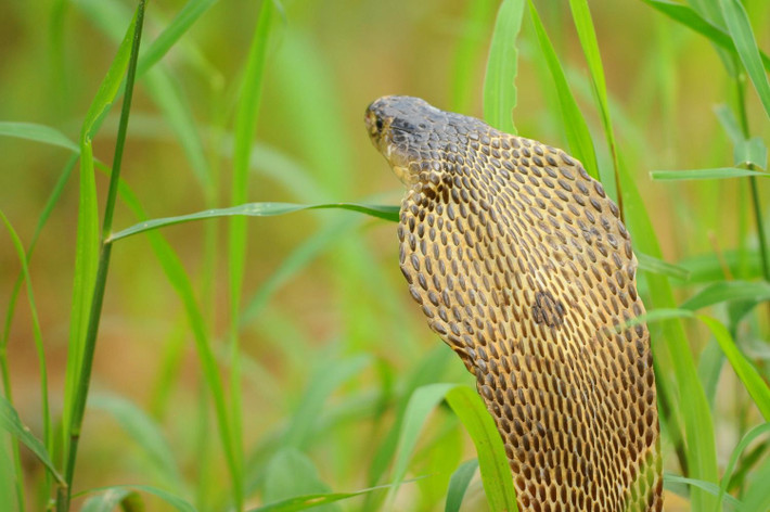 Khi trưởng thành, mỗi cá thể rắn hổ đất dài khoảng 1,3 - 1,5m, thậm chí có thể đạt chiều dài lên đến 2,3m. Màu sắc da của chúng thường đậm hơn so với màu của rắn hổ mang Trung Quốc, đôi khi có màu đen tuyền. Ảnh: Tontan Travel.