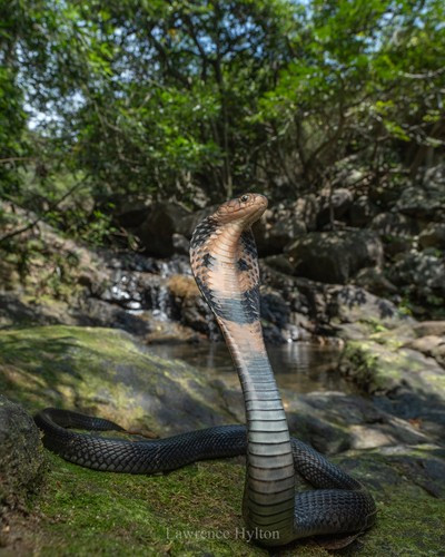 Loài rắn hổ mang Trung Quốc hoạt động cả ngày nhưng chủ yếu săn mồi vào ban đêm. Thức ăn chính của cá thể trưởng thành bao gồm: cóc, ếch, thằn lằn, chuột và cả các loài rắn khác. Trong khi đó, con non chủ yếu ăn ếch, nhái. Ảnh: Lawrence Hylton.