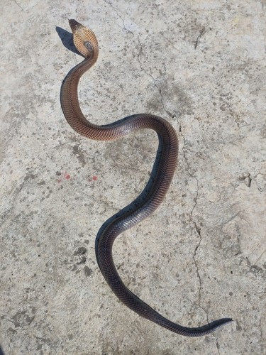 Thức ăn yêu thích của rắn hổ mang Phục Hy gồm các loài lưỡng cư, chim, động vật gặm nhấm hoặc một số loài rắn khác. Ảnh: hshh – some rights reserved (CC BY-NC).