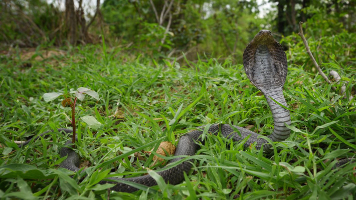 Giống như tên gọi, rắn hổ mèo phun ra nọc độc để tấn công kẻ thù từ xa. Khoảng cách phun nọc độc có thể lên đến 2m. Ảnh: Tontan Travel.