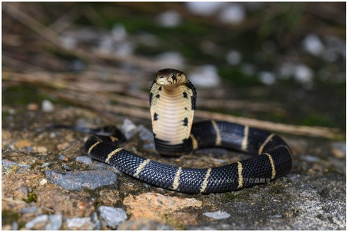 Khi trưởng thành, mỗi cá thể rắn hổ mang Trung Quốc dài khoảng 1,2 -1,5m, thậm chí có thể lên đến 2m. Ảnh: iNaturalist.