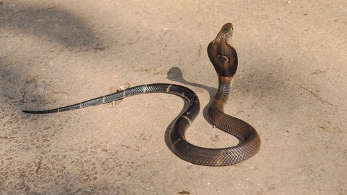 Khi trưởng thành, mỗi cá thể rắn hổ mang Phục Hy có thể đạt chiều dài cơ thể từ 70 - 140 cm. Da của chúng thường có màu nâu hoặc tối màu và con non thường có màu sẫm hơn cá thể trưởng thành. Ảnh: guliwu_island.