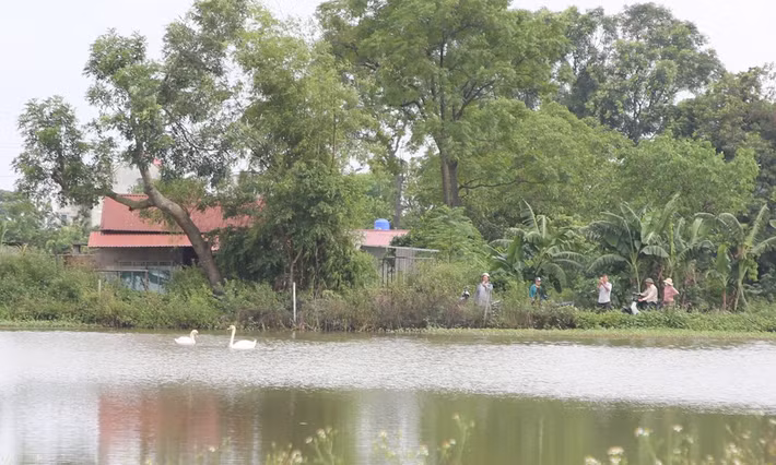 Theo BACNINHTV, nhiều người dân địa phương đã nhìn thấy đôi đôi nga trắng xuất hiện ở khu vực hồ nước thuộc xứ đồng Trằm Tây, tổ dân phố Trúc Ổ, phường Bồng Lai trong khoảng 2 tuần vừa qua. Chúng bay tới khu vực hồ mỗi ngày vào khoảng 5 - 6h sáng để kiếm ăn rồi ăn đi vào khoảng 16 - 17h chiều. Ảnh: Báo và Phát thanh, Truyền hình Bắc Ninh.