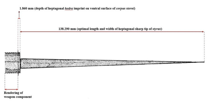 Thêm nữa, các chuyên gia kiểm tra bộ hài cốt và phát hiện khi còn sống, người đàn ông trên từng khá khỏe mạnh và có cuộc sống năng động. Ảnh: Anagnostis Agelarakis/ Access Archaeology.