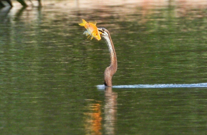 Theo cơ quan chức năng, cá thể “chim lạ” mà bà Hoa bắt được và giao nộp là chim cổ rắn hay còn gọi cô rắn (tên khoa học là Anhinga melanogaster). Ảnh: Trần Nguyễn Minh Quân.