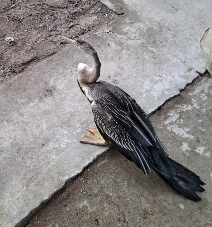 Vào ngày 26/11, UBND xã Long Tiên, tỉnh Đồng Tháp tiếp nhận một cá thể "chim lạ" do bà Trần Thị Hoa (sinh năm 1957 thường trú tổ 2, ấp 16, xã Long Tiên) giao nộp. Trước đó, ngày 25/11, bà Hoa bất ngờ phát hiện con chim nặng khoảng 1,5 kg trong lúc ra thăm vườn. Ảnh: VOV.