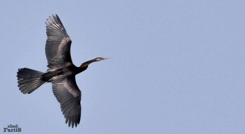 Cá thể chim cổ rắn có mỏ nhọn và sắc, dùng để đâm bắt cá, sải cánh rộng, lông màu đen pha nâu. Khi bay cánh chim dang rộng và thường đậu phơi nắng vì lông của nó không chống nước tốt như các loài khác. Ảnh: Farits Alhadi.